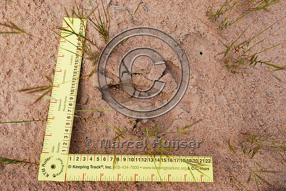 Tracks of greater rhea (Rhea americana), Estação Ecológica de Itirapina, Sao Paulo, Brazil