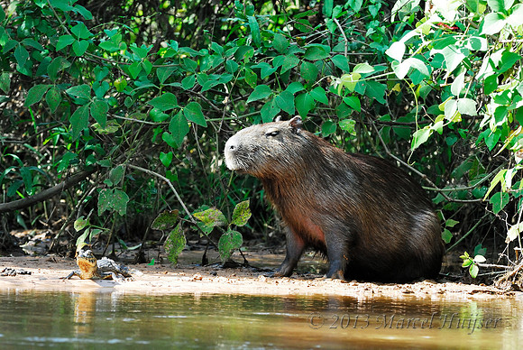 Capybara (Hydrochoerus hydrochaeris) and young yacare caiman (Caiman yacare), Pantanal, Mato Grosso do Sul, Brazil