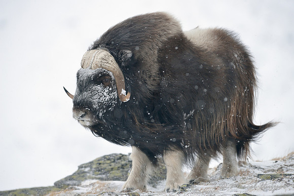 Muskox (Ovibos moschatus), Dovrefjell National Park, Norway