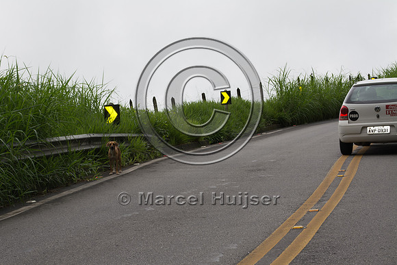 Feral domestic dog on road, "park road" (estrada-parque) Capelin