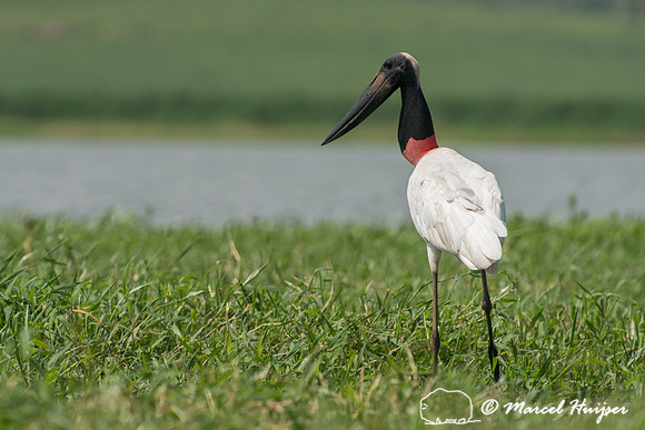 Jabiru (Jabiru mycteria), Tanquã, São Paulo, Brazil