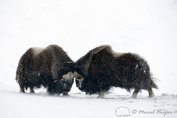 Muskoxen (Ovibos moschatus) sparring, Dovrefjell National Park, Norway
