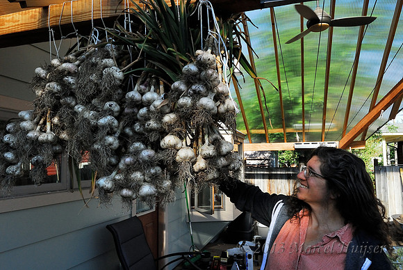 Bethanie Walder shows the freshley harvested garlic from our garden. Missoula, Montana, USA