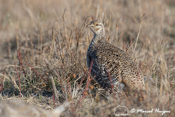 Sharp-tailed grouse (Tympanuchus phasianellus), Nebraska, USA