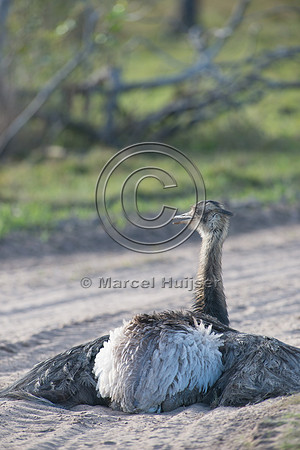 Greater rhea (Rhea americana) taking dust bath on dirt road, Pan
