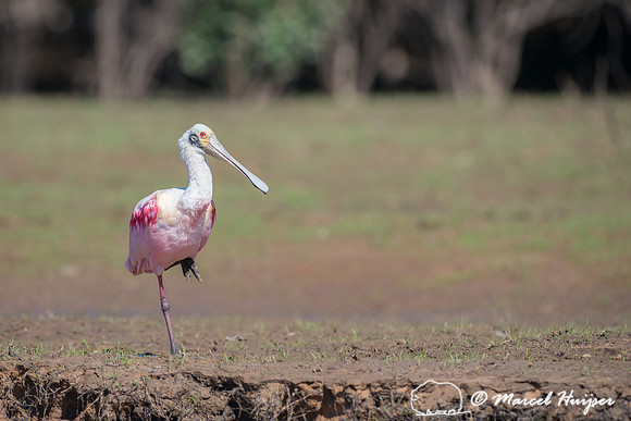 Roseate spoonbill (Platalea ajaja), Pantanal, Mato Grosso do Sul