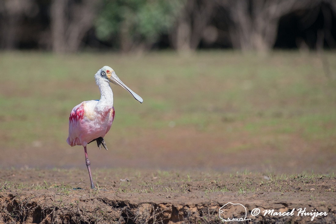 Roseate spoonbill (Platalea ajaja), Pantanal, Mato Grosso do Sul