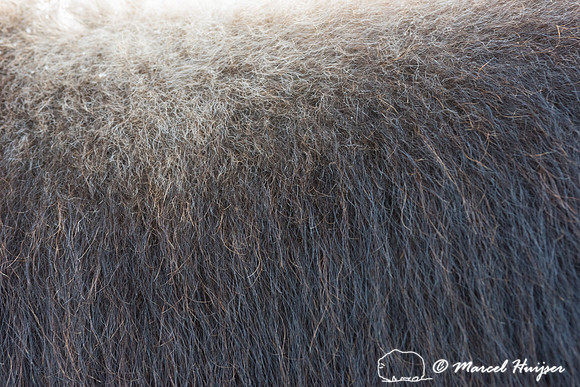 Muskox (Ovibos moschatus), Sweden (captive animal)