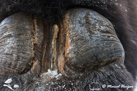 Muskox (Ovibos moschatus), Sweden (captive animal)