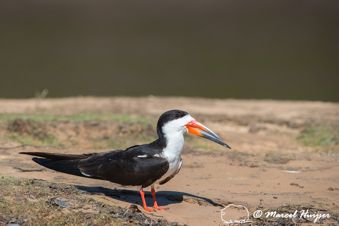 Black skimmer (Rynchops niger), Pantanal, Mato Grosso do Sul, Br