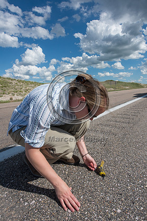 Brooke Stansberry investigates a roadkilled oriole (Icterus sp.)