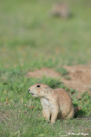 Black-tailed prairie dog (Cynomys ludovicianus), Wyoming, USA