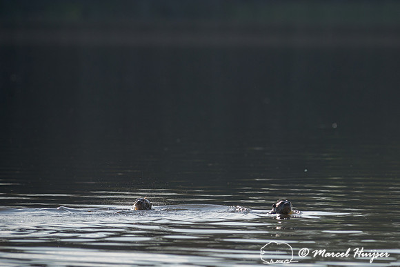 Giant river otter (Pteronura brasiliensis), Pantanal, Mato Gross