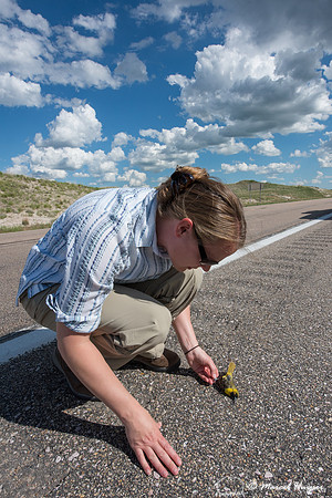 Brooke Stansberry investigates a roadkilled oriole (Icterus sp.)