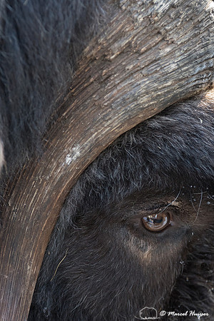 Detail of Muskox  (Ovibos moschatus) in winter, Sweden, captive