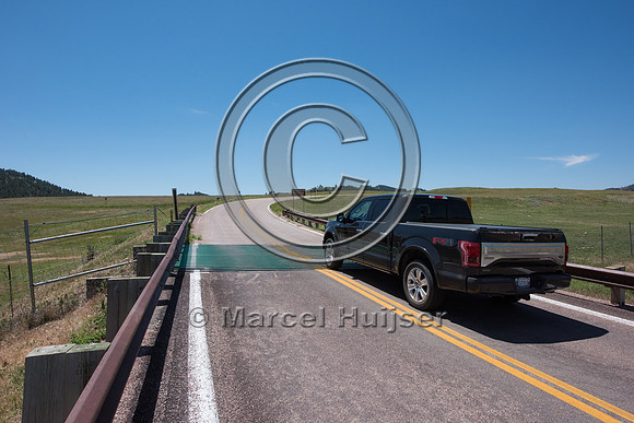 Wildlife guard to keep ungulates including bison (Bison bison) i