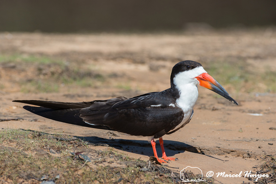 Black skimmer (Rynchops niger), Pantanal, Mato Grosso do Sul, Br