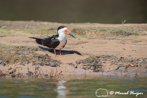 Black skimmer (Rynchops niger), Pantanal, Mato Grosso do Sul, Br