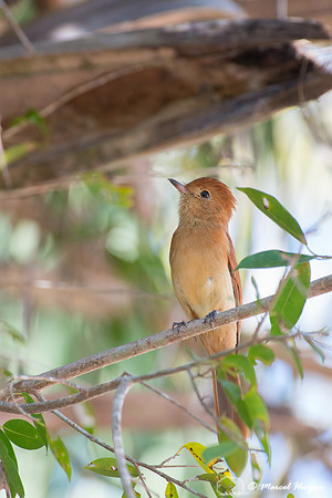 Ash-throated casiornis (Casiornis fuscus), Pantanal, Mato Grosso
