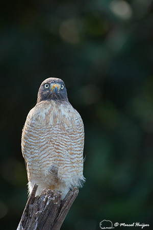 Roadside hawk (Rupornis magnirostris), Pantanal, Mato Grosso do