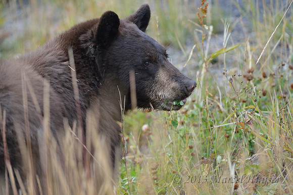 Black bear (Ursus americanus), Wyoming, USA
