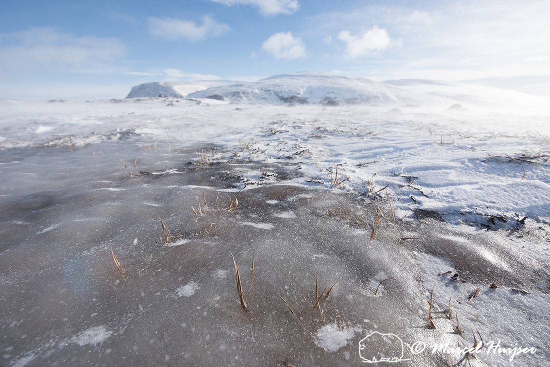 Ice layer as a result of a melt in early February made food hard