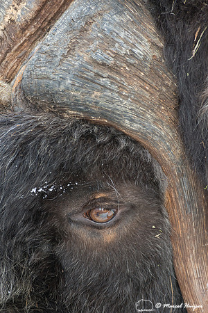 Muskox (Ovibos moschatus), Sweden (captive animal)