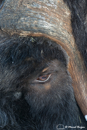 Muskox (Ovibos moschatus), Sweden (captive animal)