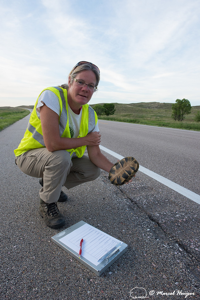 Kari Gunson measures a Blanding's turtle )Emydoidea blandingii)