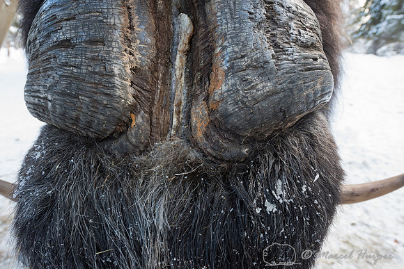 Detail of Muskox  (Ovibos moschatus) in winter, Sweden, captive