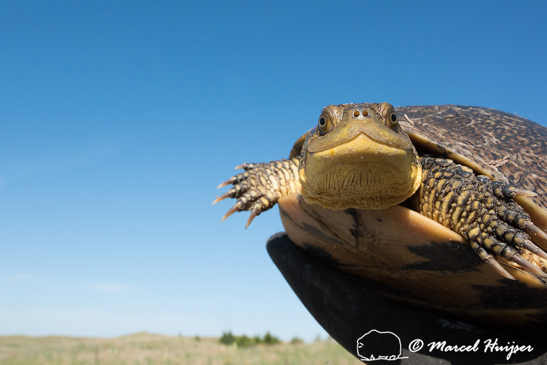 Blanding's turtle (Emydoidea blandingii) previously marked with