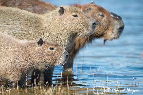 Capybara (Hydrochoerus hydrochaeris), Pantanal, Mato Grosso do S