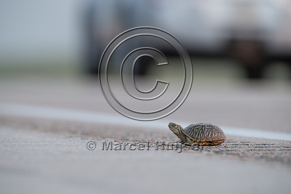 Ornate box turtle (Terrapene ornata ornata) on US Hwy 83 through