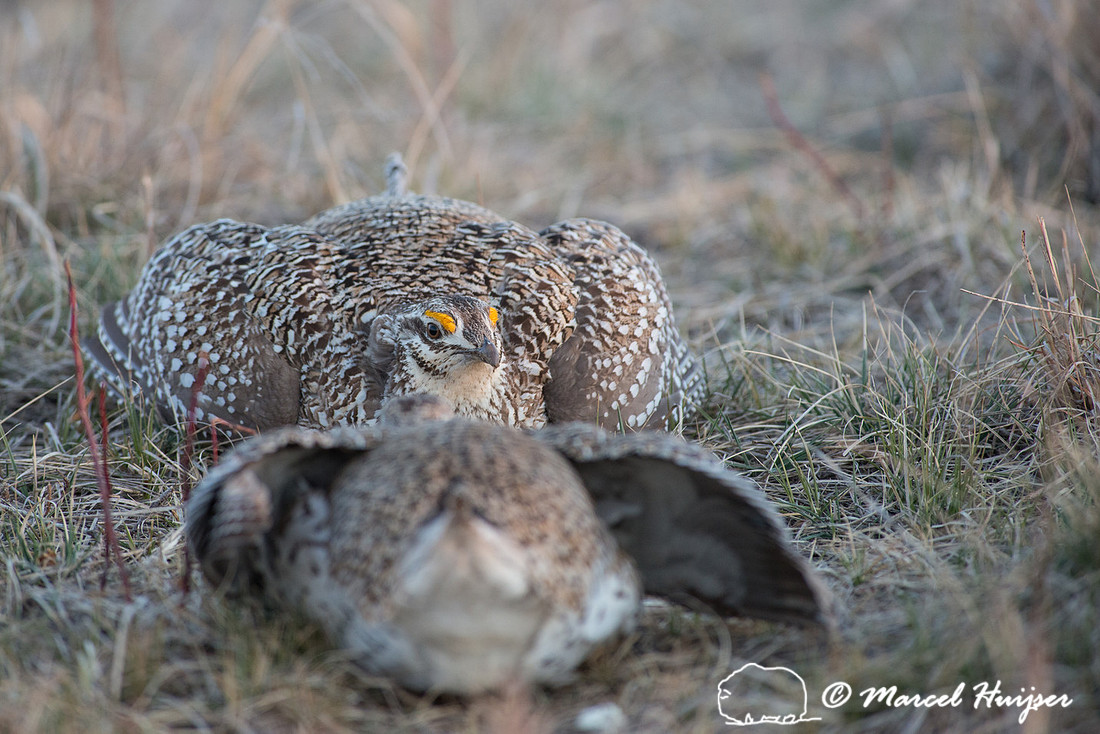 Sharp-tailed grouse (Tympanuchus phasianellus), Nebraska, USA