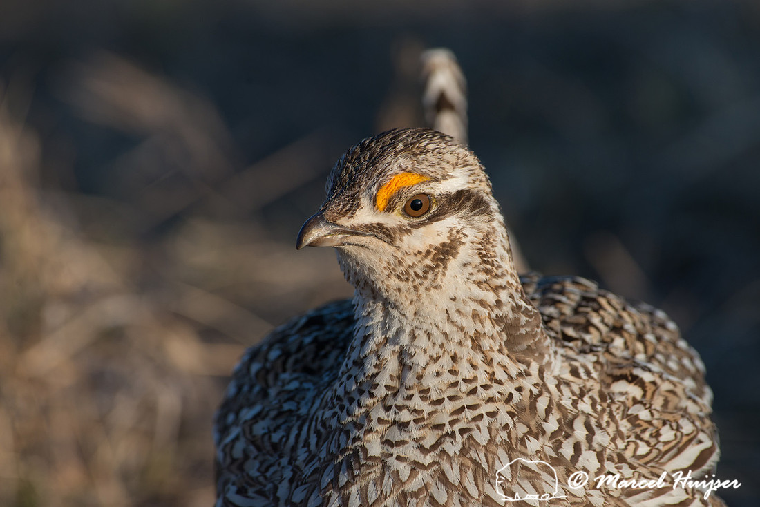 Sharp-tailed grouse (Tympanuchus phasianellus), Nebraska, USA
