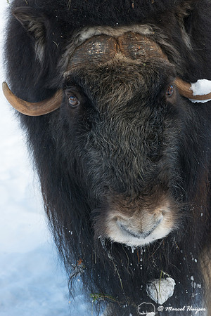 Muskox (Ovibos moschatus), Sweden (captive animal)