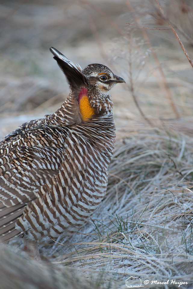 Greater prairie chicken (Tympanuchus cupido), Nebraska