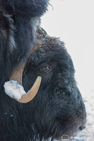 Detail of Muskox  (Ovibos moschatus) in winter, Sweden, captive