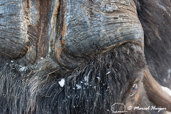 Detail of Muskox  (Ovibos moschatus) in winter, Sweden, captive