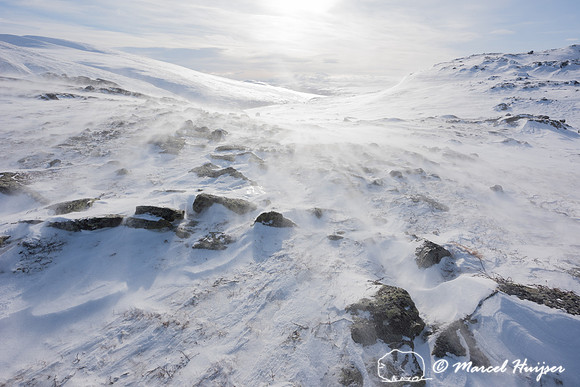 Winter landscape with blowing snow, Dovrefjell, Norway