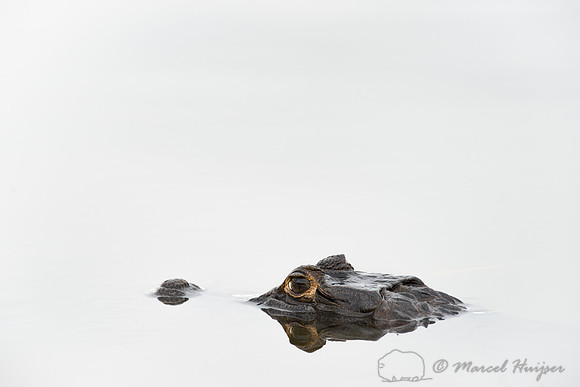 Yacare caiman (Caiman yacare), Pantanal, Mato Grosso do Sul, Bra