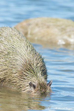Capybara (Hydrochoerus hydrochaeris), Pantanal, Mato Grosso do S