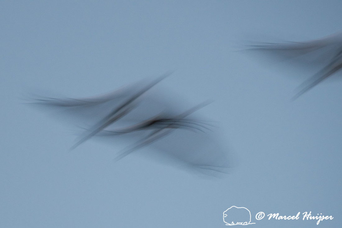 Sandhill cranes (Grus canadensis), Platte River, Nebraska, USA