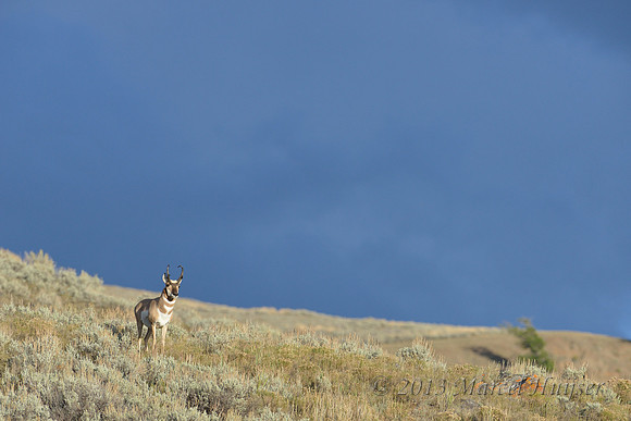 Pronghorn (Antilocapra americana) against dark sky, Wyoming, USA