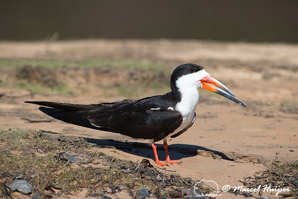 Black skimmer (Rynchops niger), Pantanal, Mato Grosso do Sul, Br