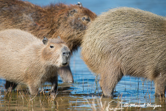 Capybara (Hydrochoerus hydrochaeris), Pantanal, Mato Grosso do S