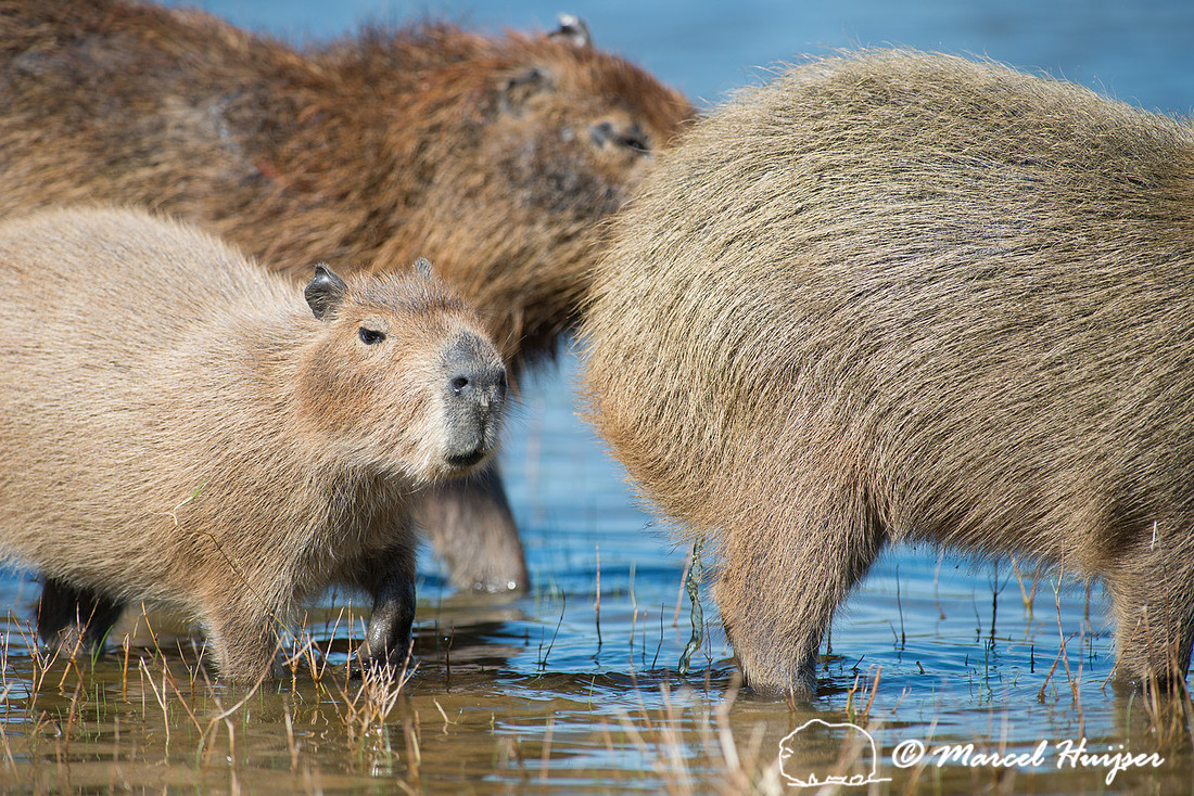 Capybara (Hydrochoerus hydrochaeris), Pantanal, Mato Grosso do S