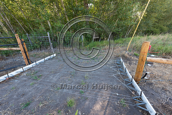 Installing electric fence and gates at a melon field to keep bla