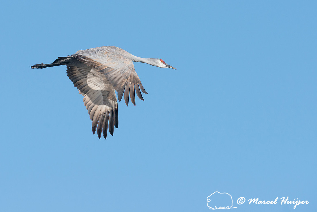 Sandhill cranes (Grus canadensis), Platte River, Nebraska, USA
