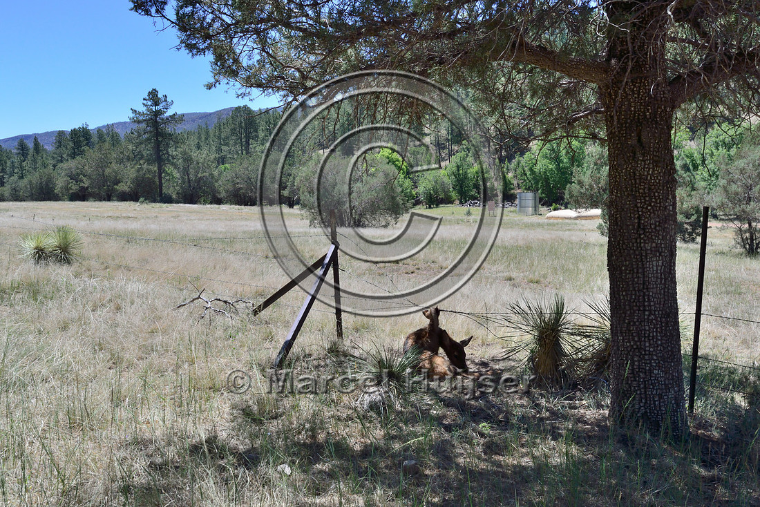 Mule deer (Odocoileus hemionus) entangled in a livestock fence, still alive, but exhausted and dying, Arizona, USA
